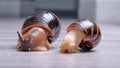 Two Giant Land Snails Achatina fulica are crawling along the floor of the apartment. Royalty Free Stock Photo