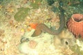 Two giant morays fighting on coral reef in Raja Ampat