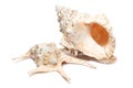 Two giant natural cream colored shells Royalty Free Stock Photo