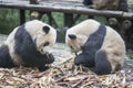 Two Giant Panda bears Ailuropoda melanoleuca eating bamboo together Royalty Free Stock Photo