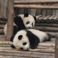 Two giant panda cubs playing Royalty Free Stock Photo