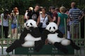 Two giant pandas (Ailuropoda melanoleuca) Royalty Free Stock Photo