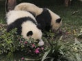 Two giant pandas cubs playing on the ground Royalty Free Stock Photo