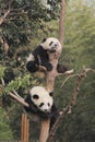 Two giant pandas cubs resting on the tree Royalty Free Stock Photo