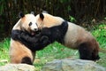 Two giant Pandas are playing in the zoo
