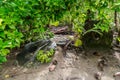 Two giant prehistoric megalithic stone coins or money rai, lying in the sand hidden under trees overgrown in jungle. Yap island.