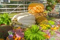 Two giant pumpkins Royalty Free Stock Photo