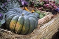 Two giant pumpkins Royalty Free Stock Photo