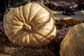 Two giant pumpkins Royalty Free Stock Photo