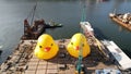 two giant Rubber duckie in hong kong