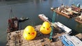 two giant Rubber duckie in hong kong