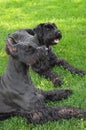 Two Giant Schnauzers Laying in the Grass Royalty Free Stock Photo