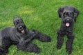 Two Giant Schnauzers Laying in the Grass Royalty Free Stock Photo