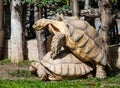 Two Giant Tortoises Royalty Free Stock Photo