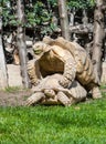 Two Giant Tortoises Royalty Free Stock Photo