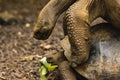 Two Giant Tortoises are mating Royalty Free Stock Photo