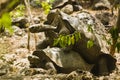 Two Giant Tortoises are mating Royalty Free Stock Photo