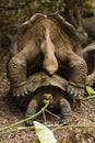 Two Giant Tortoises are mating Royalty Free Stock Photo