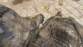 Two giant turtles Aldabrachelys gigantea are sleeping, huddled close to each other Royalty Free Stock Photo