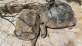 Two giant turtles Aldabrachelys gigantea are sleeping on the path