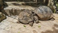 Two giant turtles Aldabrachelys gigantea are sleeping peacefully on the stairs