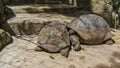 Two giant turtles Aldabrachelys gigantea are sleeping Royalty Free Stock Photo