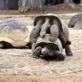 Two giant turtles, dipsochelys gigantea making love in island Mauritius. Copulation is a difficult endeavour for these animals, as Royalty Free Stock Photo