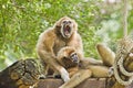 Two Gibbon. Royalty Free Stock Photo