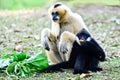 Two gibbon in zoo Royalty Free Stock Photo