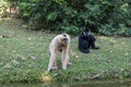 White-Cheeked Gibbon and Yellow-Cheeked Gibbon. Royalty Free Stock Photo