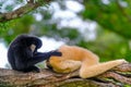 Two gibbons black and brown are on the tree. White-cheeked gibbons and yellow-cheeked gibbons Royalty Free Stock Photo