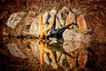 Two Gibbons are drinking water. Holding up the rocks and leaning over the water