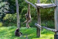 Two Gibbons in an enclosure Royalty Free Stock Photo