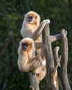 Two gibbons perched on a tree. Royalty Free Stock Photo