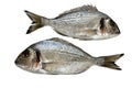 Two gilt head on white