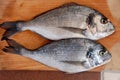 Two gilthead fish Royalty Free Stock Photo