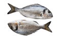 Two gilthead on white Royalty Free Stock Photo