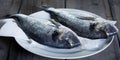 Two gilthead on a white plate Royalty Free Stock Photo