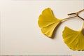 Two ging leaves on a branch on a white surface Royalty Free Stock Photo