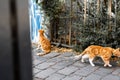 Two Ginger Cats in the City