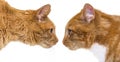 Two ginger cats, one young one adult, face to face, side view