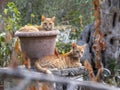 Two ginger cats resting in a garden Royalty Free Stock Photo
