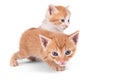 Two ginger kittens  isolated on white background. Looks into the camera. The kitten is walking forward. Striped kitten Royalty Free Stock Photo