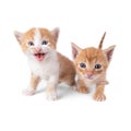 Two ginger kittens isolated on white background. Looks into the camera. The kitten is walking forward. Striped kitten.