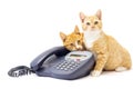 Two Ginger Kittens Lying On A Phone