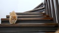 Two Ginger Kittens are running, going down the stairs in slow motion. Red Cats playing on the stairs. Cute funny home