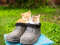 Two ginger kittens sitting in old black galoshes, close up, copy space