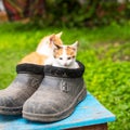 Two ginger kittens sitting in old black galoshes, close up, copy space