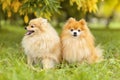 Two ginger pomeranian spitz in the golden autumn park. orange dog friends in fall with falling leaves. Royalty Free Stock Photo