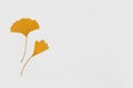 Two Ginkgo yellow leaves on white background Royalty Free Stock Photo